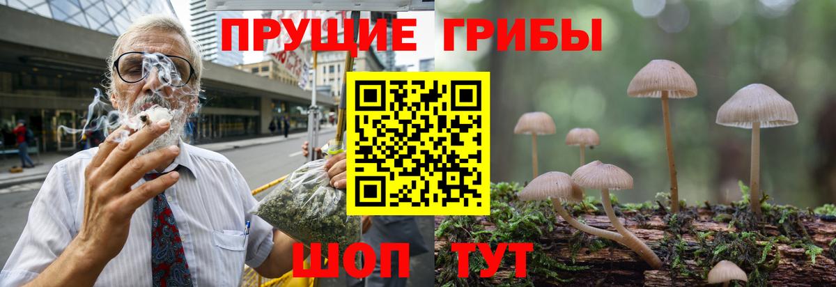 Псилоцибиновые грибы Psilocybine cubensis Отрадный